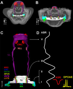Auditory Research imaging