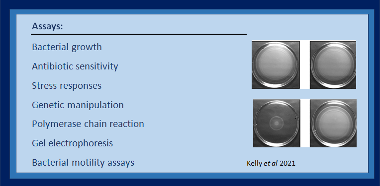 Assays Image of bacteria and names by LECOM