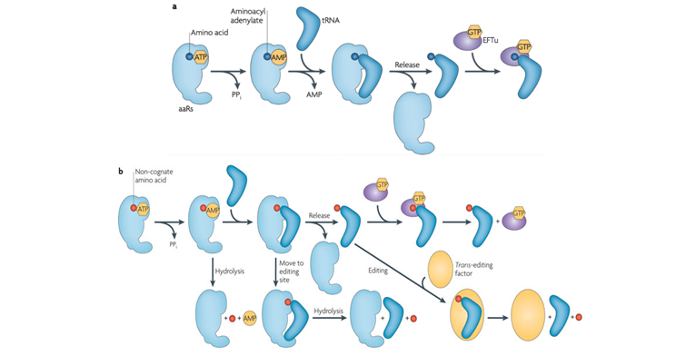 Amino ACYL tRNA Synthetase Diagram